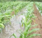 Early crop nutrient availability driver for forage maize production – PDA