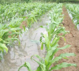 Early crop nutrient availability driver for forage maize production – PDA