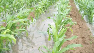 Early crop nutrient availability driver for forage maize production – PDA