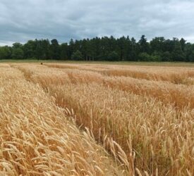 Research: Could gene-edited wheat lead to safer food?