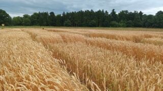 Research: Could gene-edited wheat lead to safer food?