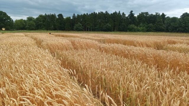 Research: Could gene-edited wheat lead to safer food?