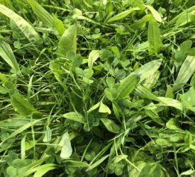 Disease resistance potential driving grass variety choices – seed expert