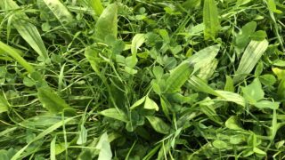 Disease resistance potential driving grass variety choices – seed expert