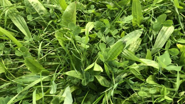 Disease resistance potential driving grass variety choices – seed expert