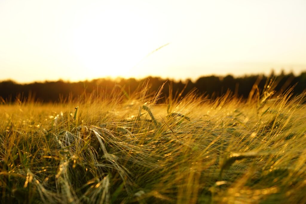 A field of grass with the sunset in the background