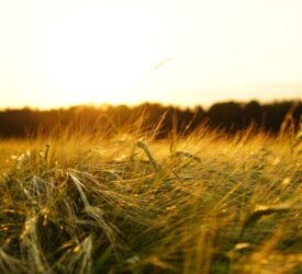 Farmland prices remain stable despite market uncertainty in Q1 2026