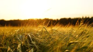 Farmland prices remain stable despite market uncertainty in Q1 2026
