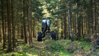 How is the NI forestry development project faring at midpoint?
