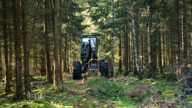 How is the NI forestry development project faring at midpoint?
