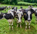 What does less protein and nitrogen mean for methane?