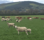 AHWNI advises farmers on bluetongue vaccination timing