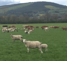 AHWNI advises farmers on bluetongue vaccination timing