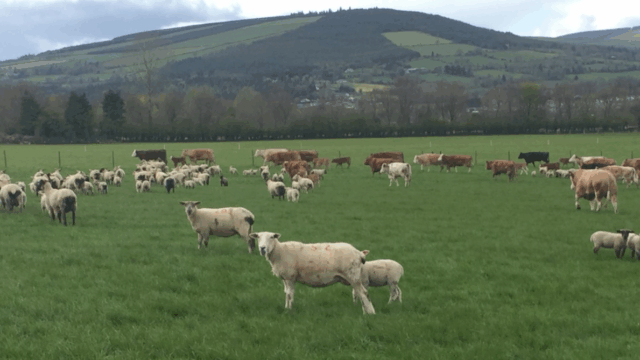 AHWNI advises farmers on bluetongue vaccination timing
