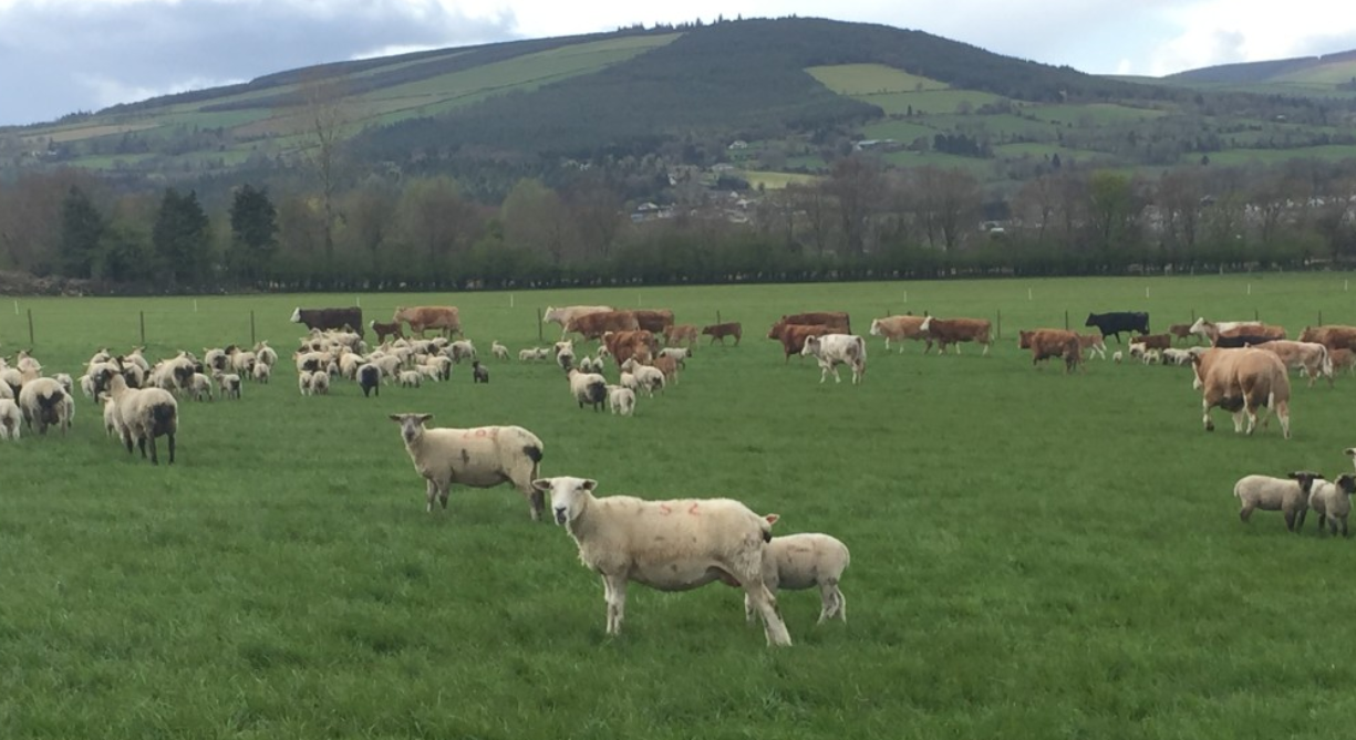 AHWNI advises farmers on bluetongue vaccination timing