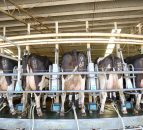 Oz dairy farmers call for 30c/L milk price increase amid Iran conflict