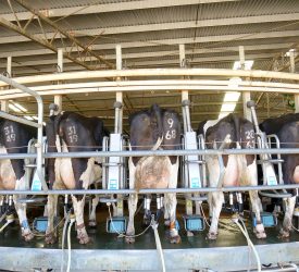 Oz dairy farmers call for 30c/L milk price increase amid Iran conflict