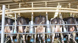 Oz dairy farmers call for 30c/L milk price increase amid Iran conflict