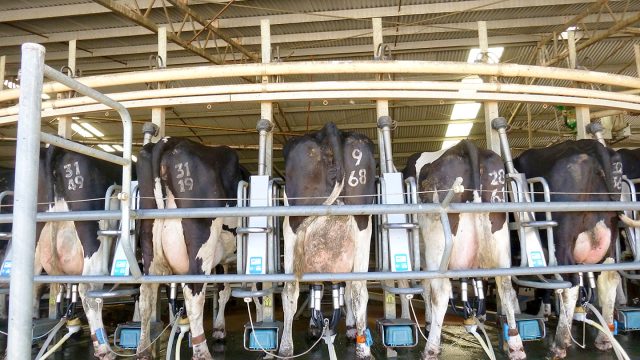 Oz dairy farmers call for 30c/L milk price increase amid Iran conflict