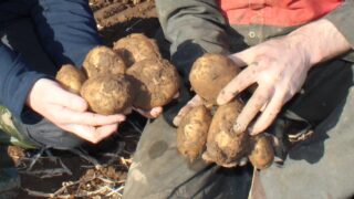 How to include potatoes in a diabetes-friendly diet