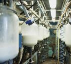 GB milk supplies remain too far ahead of processing capacity – AHDB