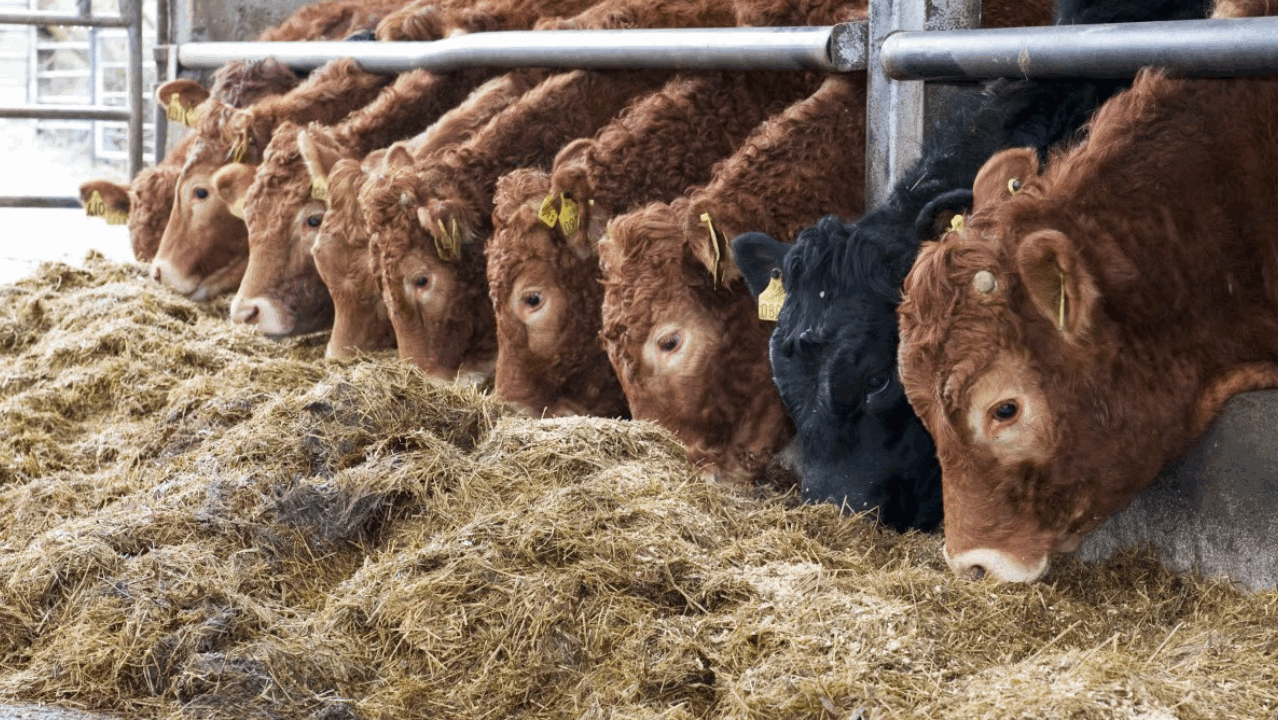 Managing replacement suckler heifers in lead-up to breeding