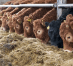 Managing replacement suckler heifers in lead-up to breeding