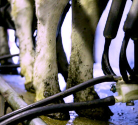 Considering cell counts ahead of breeding