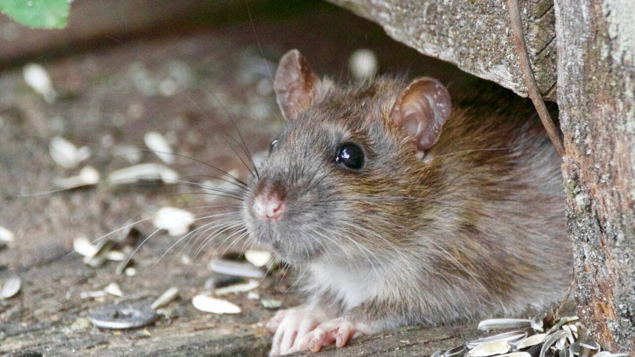 Australian farmers warned of potential mouse ‘plague’