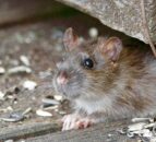 Australian farmers warned of potential mouse ‘plague’
