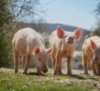 Study highlights potential for outdoor pig production in Northern Ireland