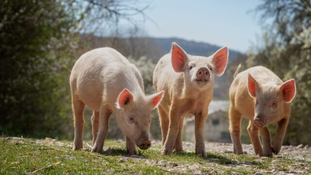 Study highlights potential for outdoor pig production in Northern Ireland