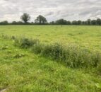 Weed control needed as warm weather drives growth