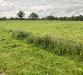 Weed control needed as warm weather drives growth