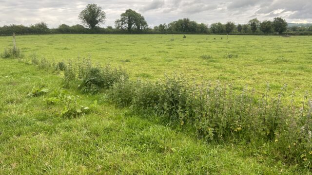 Weed control needed as warm weather drives growth