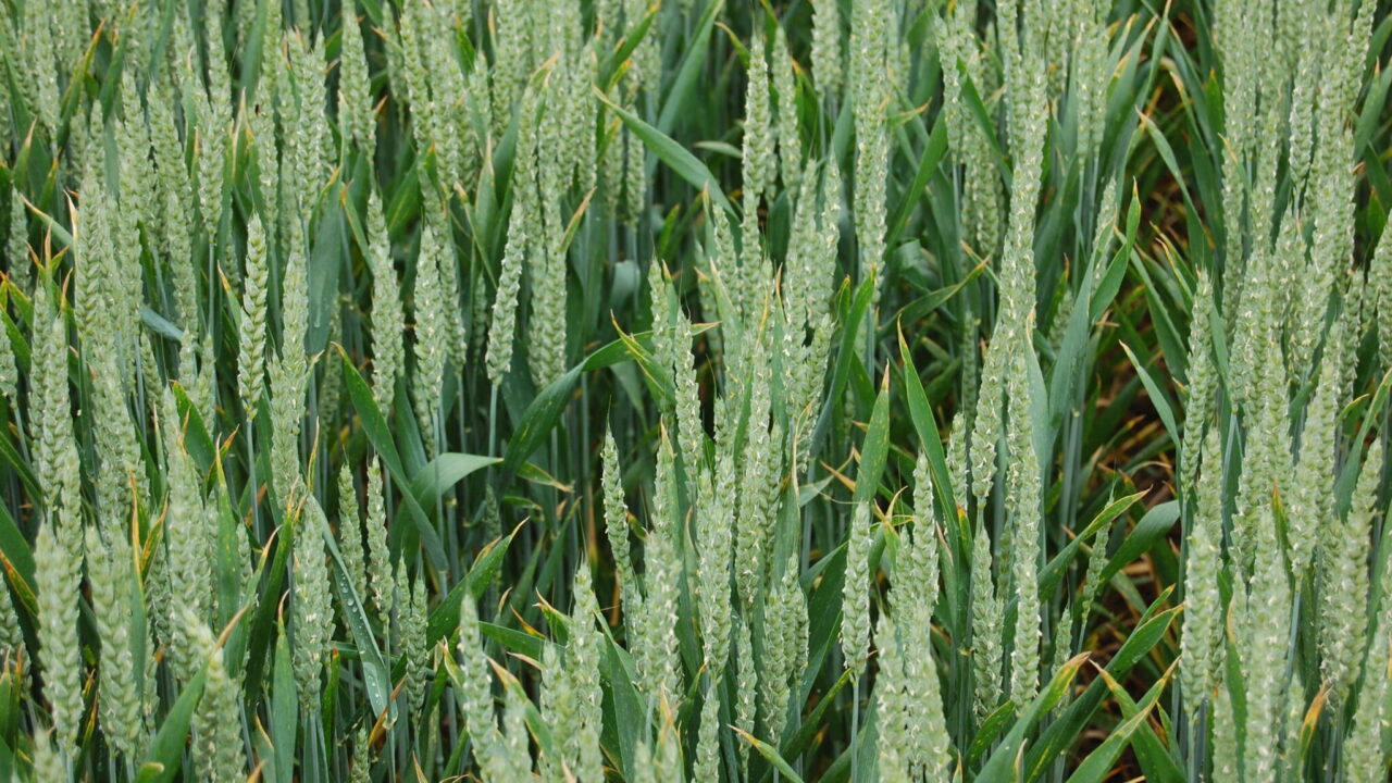 AHDB: UK winter crop prospects remain strong