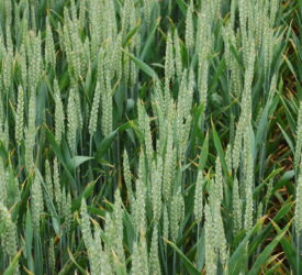 AHDB: UK winter crop prospects remain strong