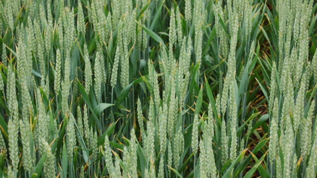 AHDB: UK winter crop prospects remain strong