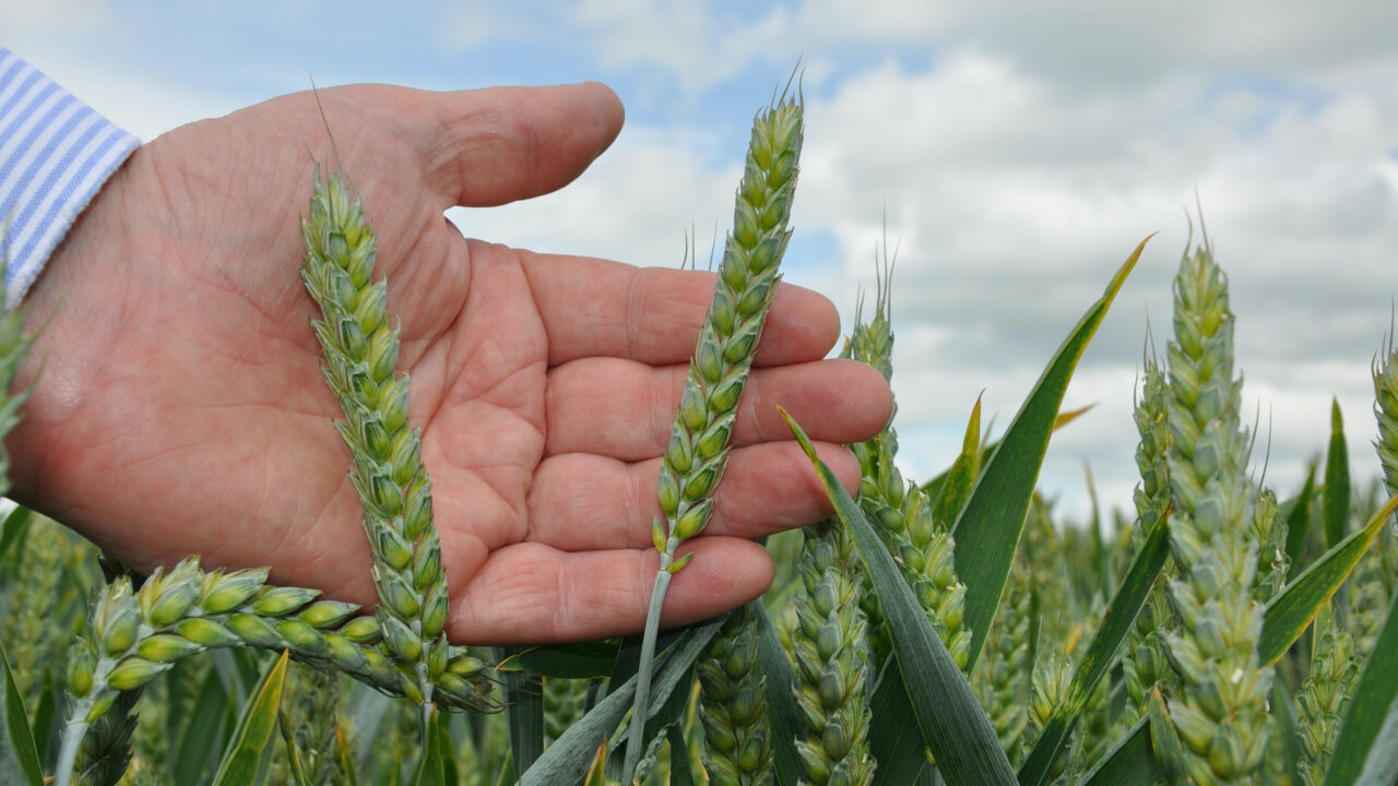 Wheat futures continue to creep up