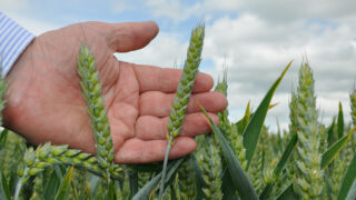 Wheat futures continue to creep up