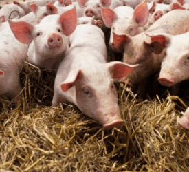 Researchers publish roadmap for higher-welfare pig farming