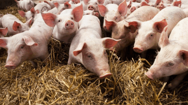 Researchers publish roadmap for higher-welfare pig farming