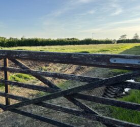 NI agriculture ‘15% financially worse off’ than a year ago – FFA
