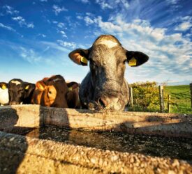 NI farmers reminded to check for leaks to stop money ‘going down the drain’