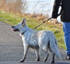 Public consultation launched in NI on animal welfare reforms