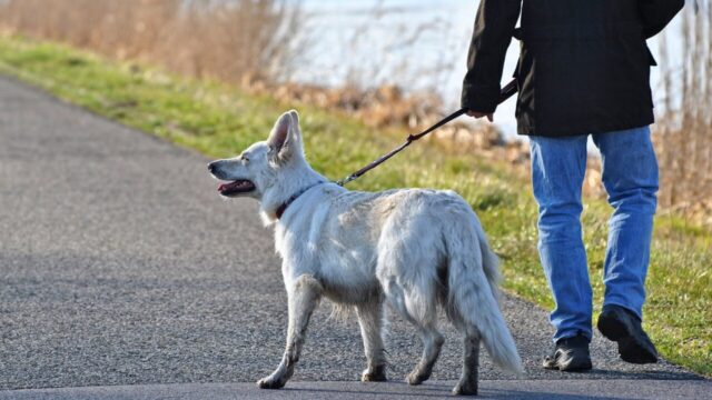 Public consultation launched in NI on animal welfare reforms