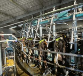 Keeping on top of heat detection as breeding kicks off