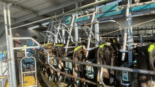 Keeping on top of heat detection as breeding kicks off