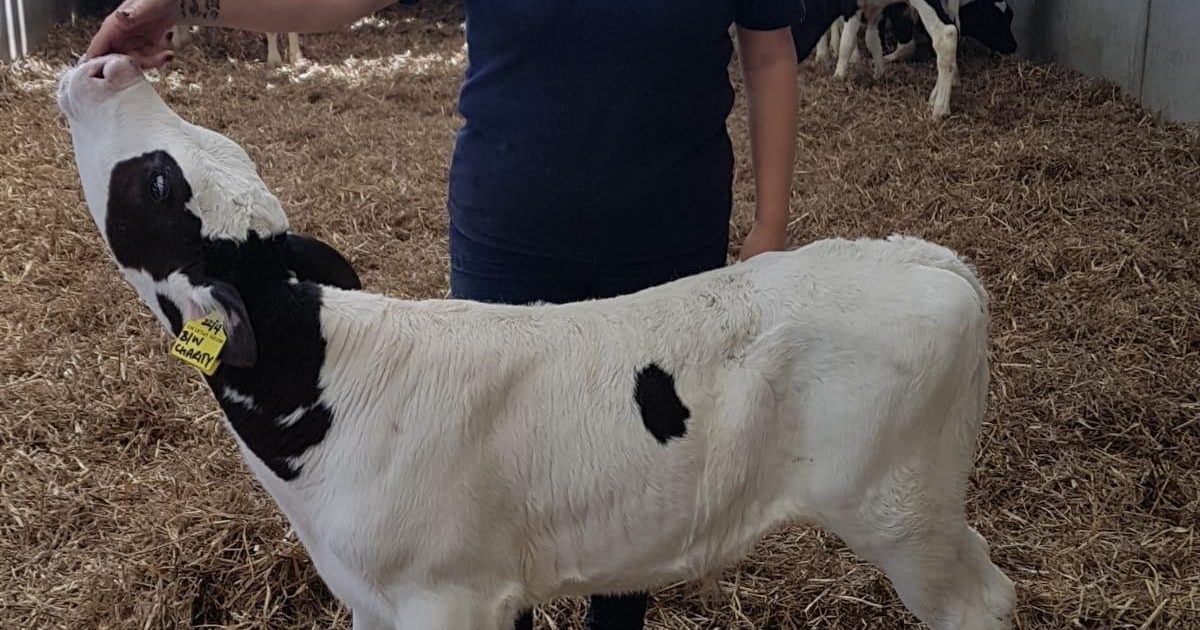 Dairy Calf Collection Centre Opens in Castle Douglas Buitelaar