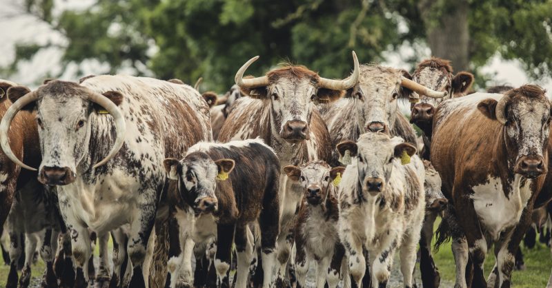 Buitelaar Group: Scaling Regenerative Farming Integrity